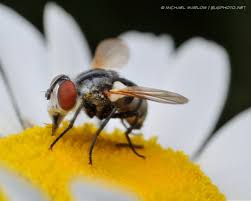 Attēlu rezultāti vaicājumam “Sarcophagidae”