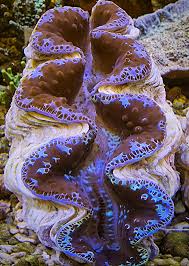 Image result for tridacna