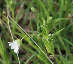 Attēlu rezultāti vaicājumam “Stellaria holostea flower”