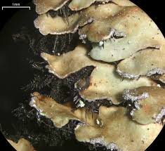 Attēlu rezultāti vaicājumam “Physconia detersa”