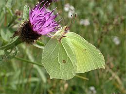 Attēlu rezultāti vaicājumam “Gonepteryx rhamni male”