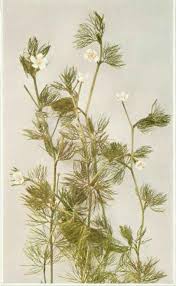 Attēlu rezultāti vaicājumam “Batrachium”