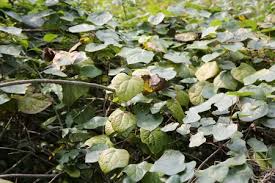 Attēlu rezultāti vaicājumam “Menispermum dauricum”