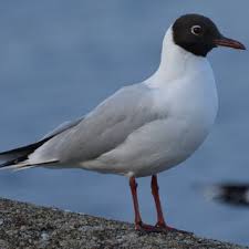 Attēlu rezultāti vaicājumam “Larus ridibundus adult”