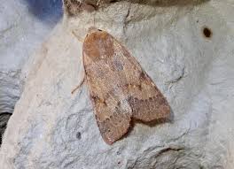 Attēlu rezultāti vaicājumam “Agrochola helvola”