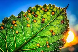 Attēlu rezultāti vaicājumam “Vasates quadripedes”