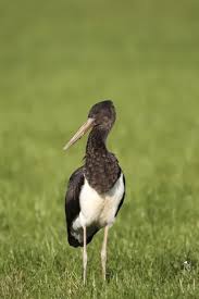 Attēlu rezultāti vaicājumam “Ciconia ciconia juvenile”