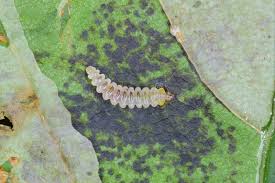 Attēlu rezultāti vaicājumam “Cameraria ohridella”