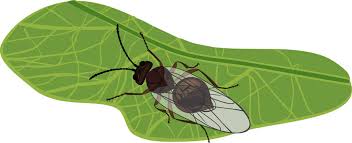 Attēlu rezultāti vaicājumam “Cynips quercusfolii”