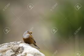 Image result for Emberiza caesia