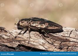 Attēlu rezultāti vaicājumam “Chalcophora mariana”