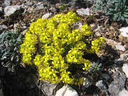 Image result for Steinbrech