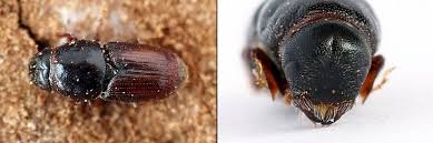 Attēlu rezultāti vaicājumam “Scolytus ratzeburgi”