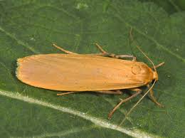 Attēlu rezultāti vaicājumam “Eilema depressa”