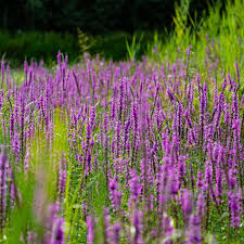 Image result for Blutweiderich