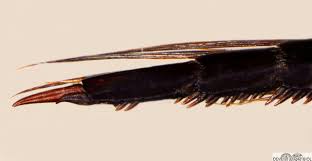 Attēlu rezultāti vaicājumam “Hydaticus transversalis”