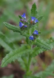 Attēlu rezultāti vaicājumam “Anchusa arvensis flower”