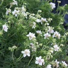 Image result for Geranium pratense
