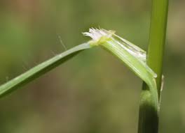 Attēlu rezultāti vaicājumam “Bromus hordeaceus subsp. hordaceus”