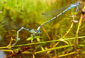 Attēlu rezultāti vaicājumam “Tettigoniodea exuvia”