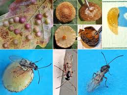 Attēlu rezultāti vaicājumam “Neuroterus quercusbaccarum”