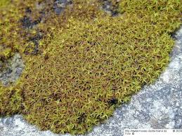 Attēlu rezultāti vaicājumam “Tortella tortuosa”