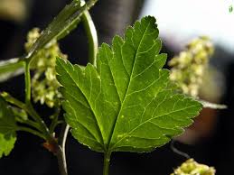 Attēlu rezultāti vaicājumam “Ribes alpinum leaf”