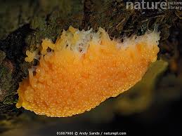 Attēlu rezultāti vaicājumam “Tubifera sp.”