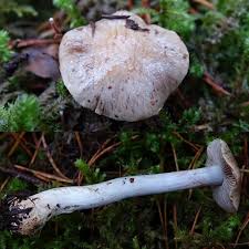 Attēlu rezultāti vaicājumam “Sarcoporia polyspora”