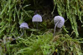Attēlu rezultāti vaicājumam “Mycena pseudocorticola”