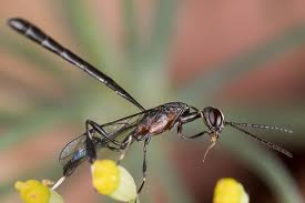 Attēlu rezultāti vaicājumam “Gasteruption jaculator imago”