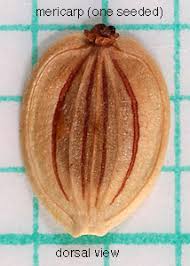 Attēlu rezultāti vaicājumam “Pastinaca sativa subsp. sylvestris fruit”