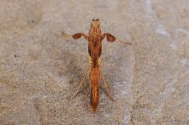 Attēlu rezultāti vaicājumam “Caloptilia hemidactylella”