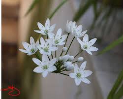 Attēlu rezultāti vaicājumam “Allium ursinum”