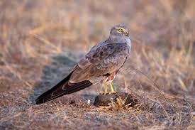 Attēlu rezultāti vaicājumam “Circus pygargus adult”