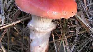 Attēlu rezultāti vaicājumam “Gomphidius roseus”