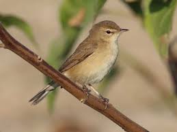 Attēlu rezultāti vaicājumam “Hippolais caligata adult”