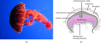 Attēlu rezultāti vaicājumam “Scyphozoa”