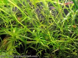 Attēlu rezultāti vaicājumam “Najadaceae”