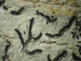 Attēlu rezultāti vaicājumam “Phaeographis dendritica”