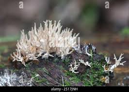 Attēlu rezultāti vaicājumam “Lentaria sp.”