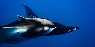 Image result for Mobula birostris