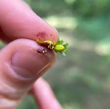 Attēlu rezultāti vaicājumam “Hypericum perforatum bud”