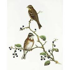 Image result for Emberiza rustica