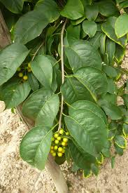 Attēlu rezultāti vaicājumam “Celastrus flagellaris”