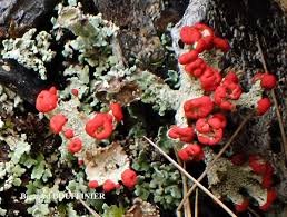 Attēlu rezultāti vaicājumam “Cladonia coccifera”