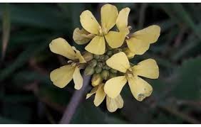 Attēlu rezultāti vaicājumam “Sinapis alba flower”