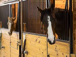 Image result for Carman Stables