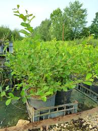 Attēlu rezultāti vaicājumam “Salix aurita”