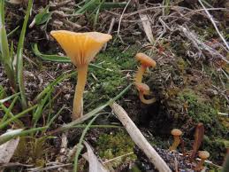 Attēlu rezultāti vaicājumam “Lichenomphalia umbellifera”